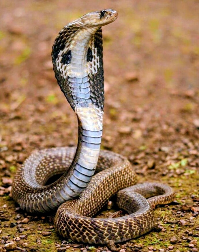 🐍🐍🐍