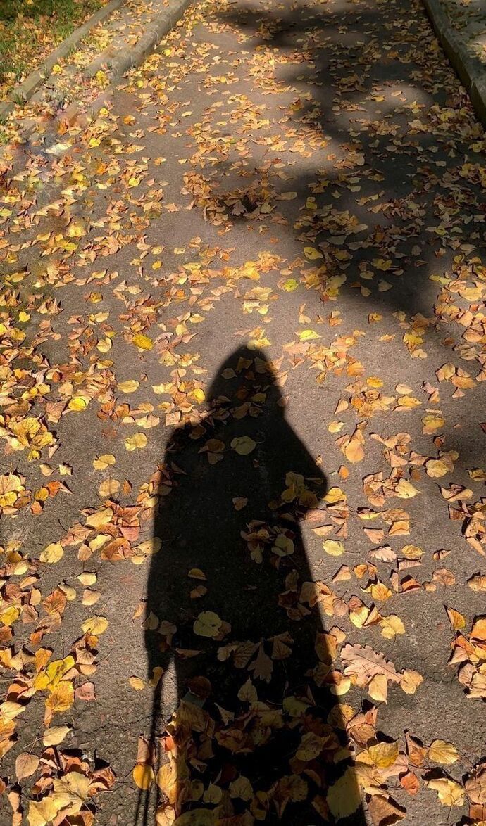 🍁