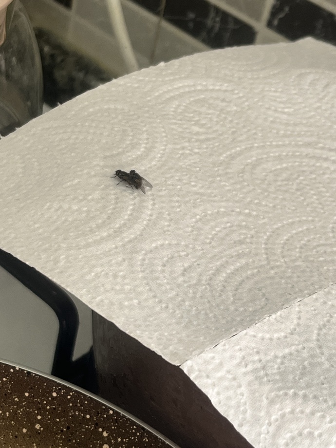 Bu karasınek kadar sınır bozucu bısey var mı yetmezmiş gibi mutfagımda zına yaparken buldum bunları atıyım mı çöpe 😃?