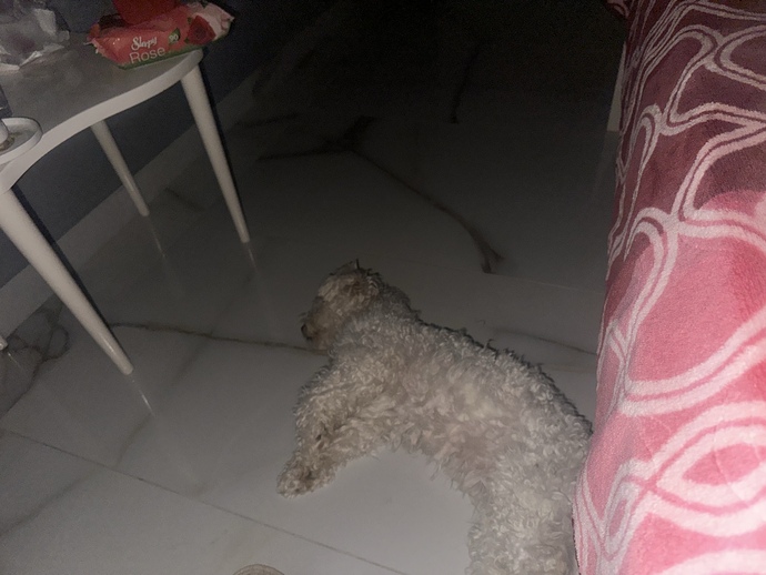 Köpeğim uyanmasın diye kalkamıyorum yerimden😿?