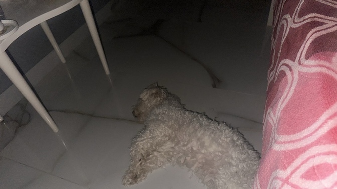 Köpeğim uyanmasın diye kalkamıyorum yerimden😿?