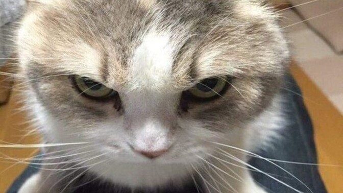 Siz de sevdiğiniz şeyleri başkası da sevince sinir oluyo musunuz?
