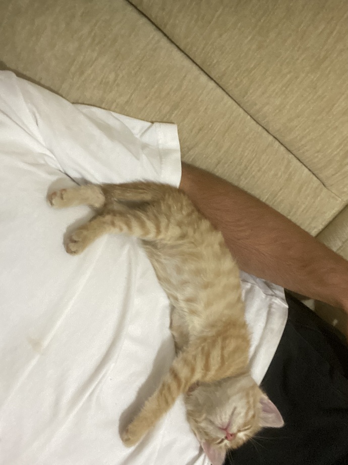 Kedi yüzüme bakıp miyavlıyor sürekli?