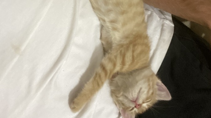 Kedi yüzüme bakıp miyavlıyor sürekli?