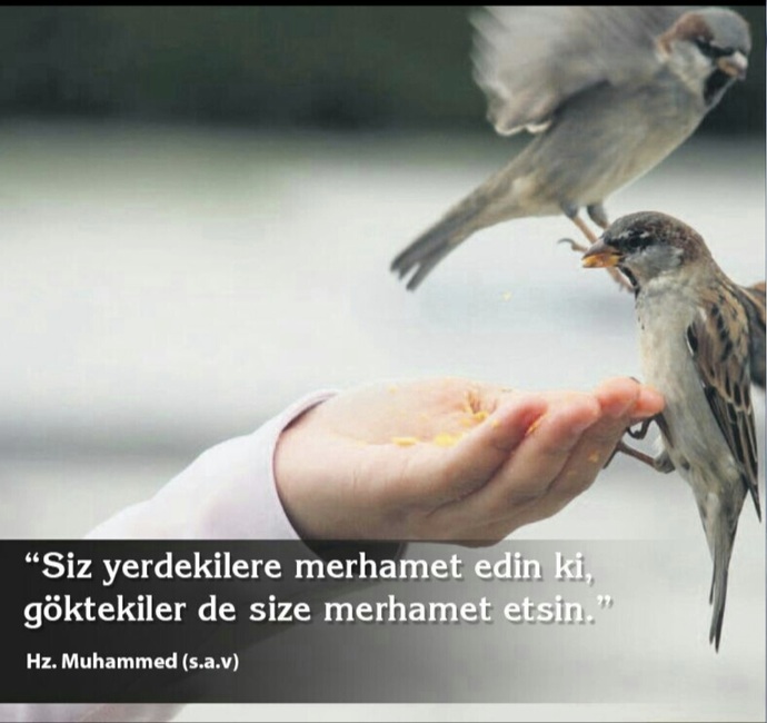 Merhamet acımak mıdır, acıtmamak mı?