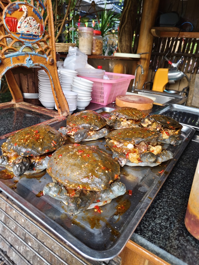 Kaplumbağa dolması sever misiniz?