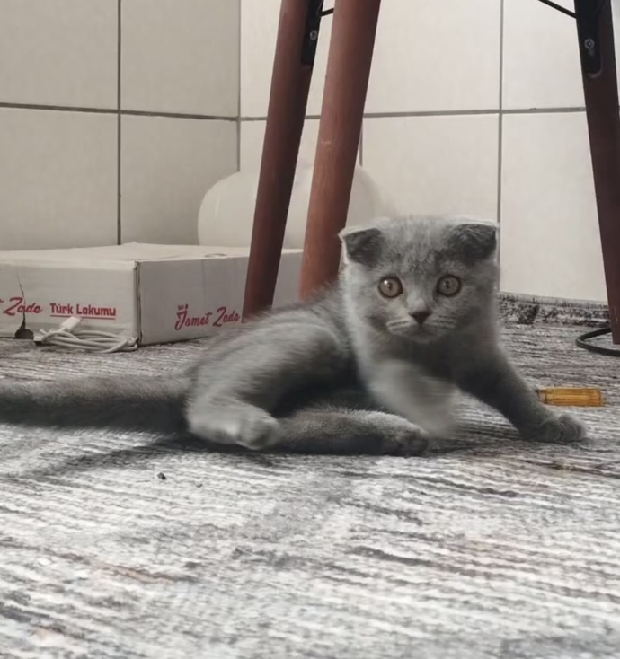 Bu minnoşun adını ne koyalımm?