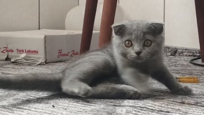 Bu minnoşun adını ne koyalımm?