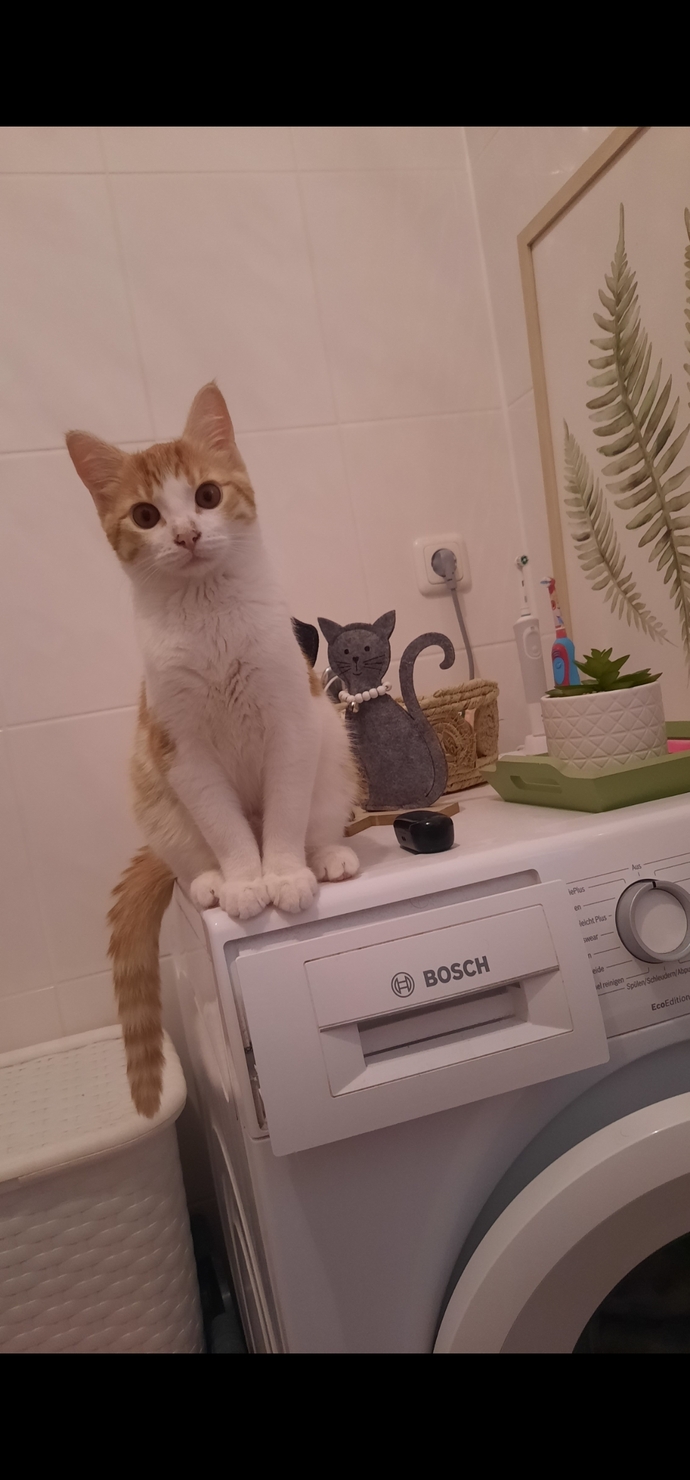 Kediye çay versem bi şey olur mu?