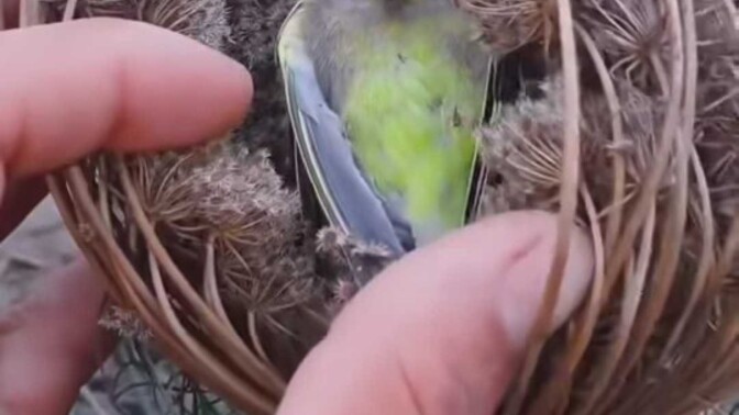 Siz de bu hayatta insan olmak değil de, başka bir varlık olmak ister miydiniz?