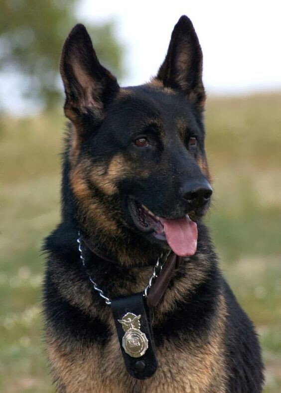 Sevdiğiniz köpek ırkları var mı?