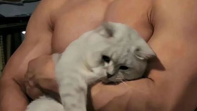 Kedi olsaydınız size gel pisipisi der miydim soyliyim mi?