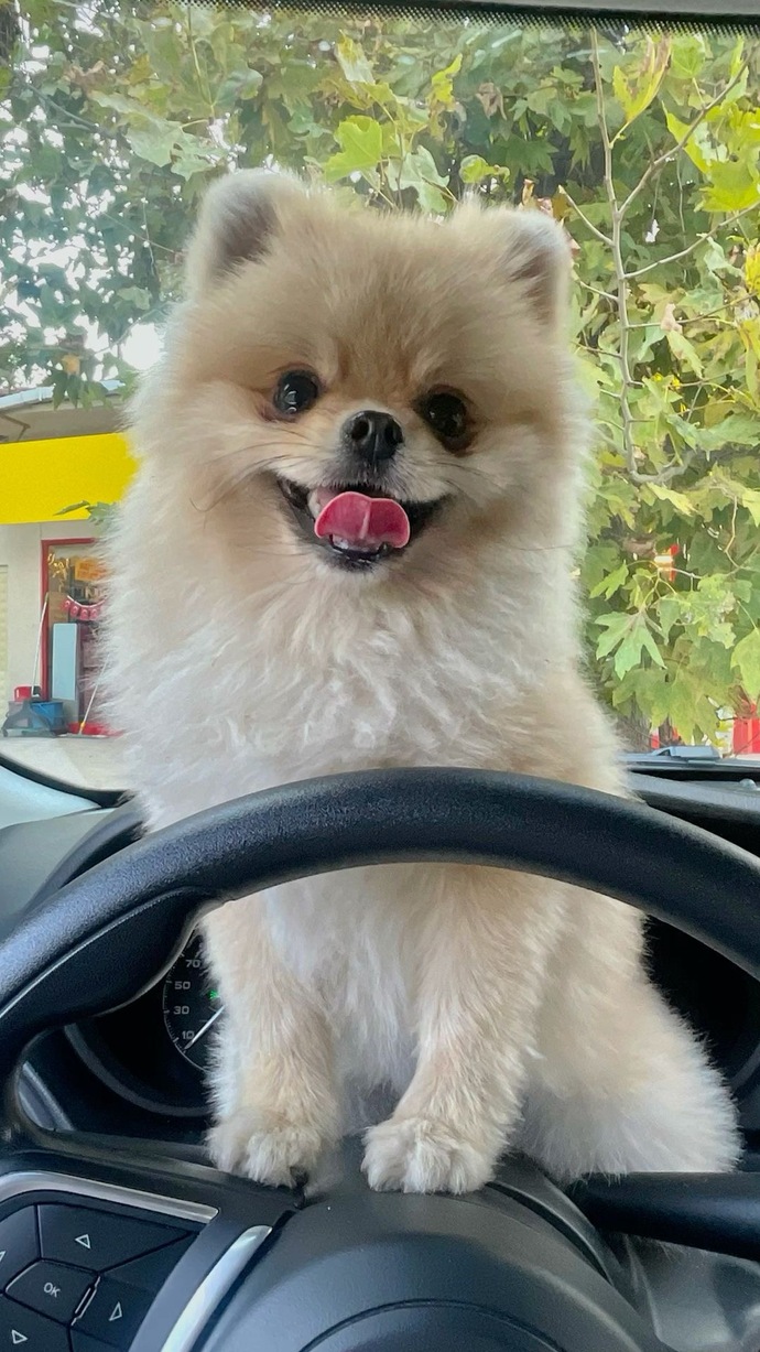 Hangi köpek cinsi aileler için daha uygun?