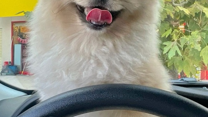 Hangi köpek cinsi aileler için daha uygun?