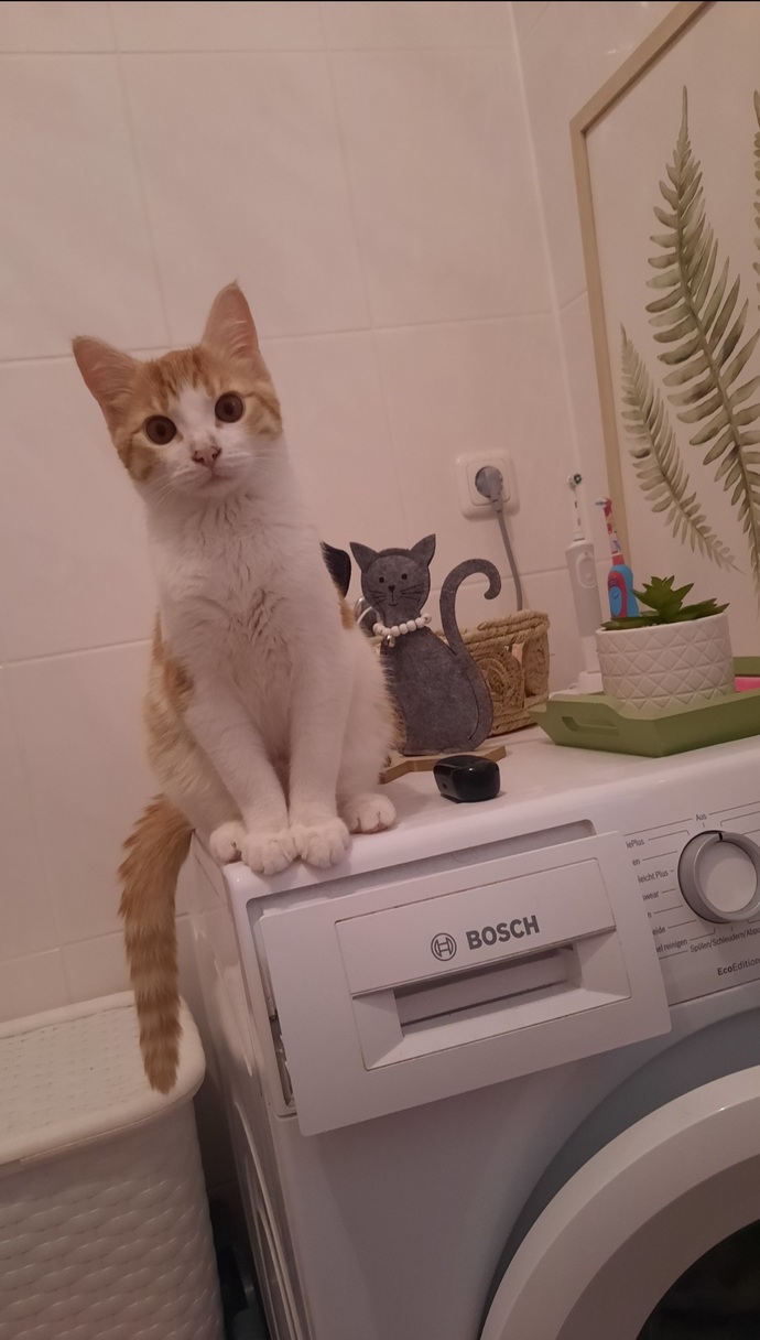 Kedileri seversinizmi?