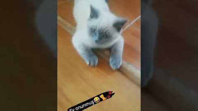 Evde kedi varsa asla gelmem diyen birine ne söylersin?