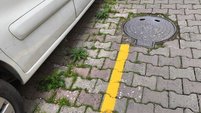 Doğa insansiz 1 sene kalsa acaba neler olurdu?