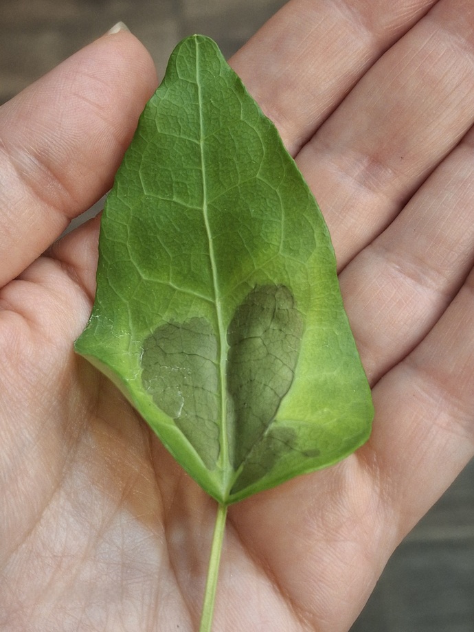 Marketten çiçek yaprağı çaldım. Pişman değilim🥲