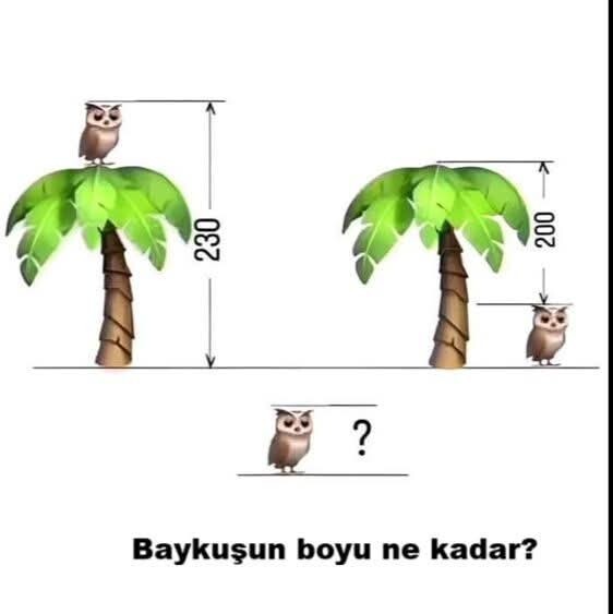Baykuşun boyu kaç cm?