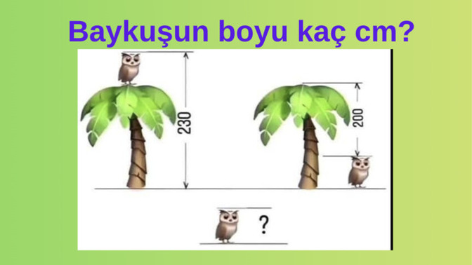 Baykuşun boyu kaç cm?