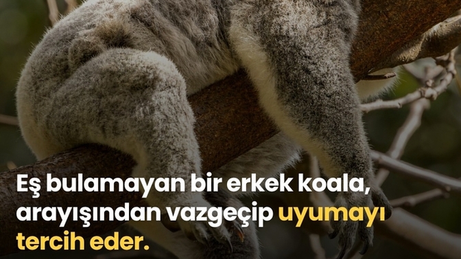 Yalnız hissedince ne yapıyorsunuz?