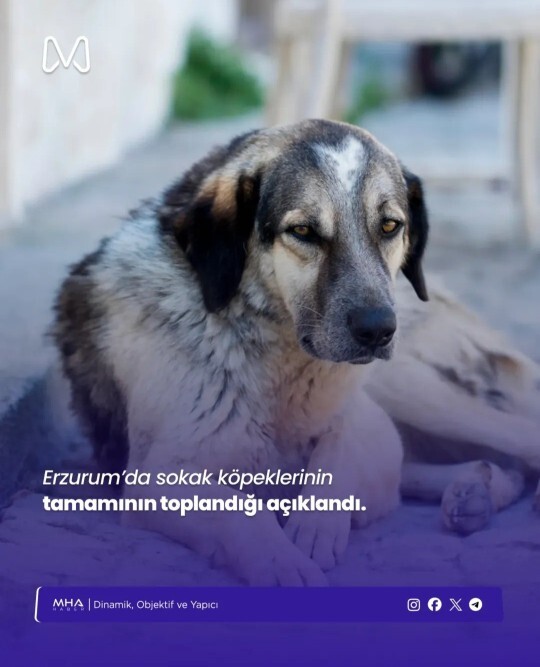 Sokak köpeklerinin toplatılması hakkında ne düşünüyorsunuz?
