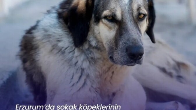 Sokak köpeklerinin toplatılması hakkında ne düşünüyorsunuz?