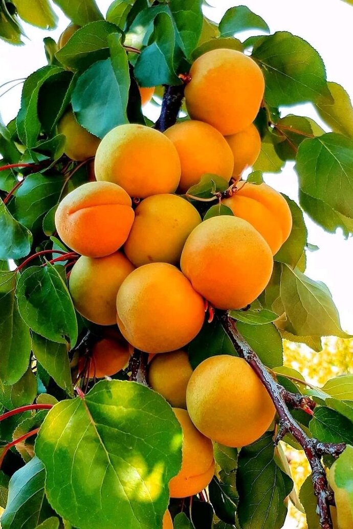 Bal ağacı gibi çok lezzetli 🤤