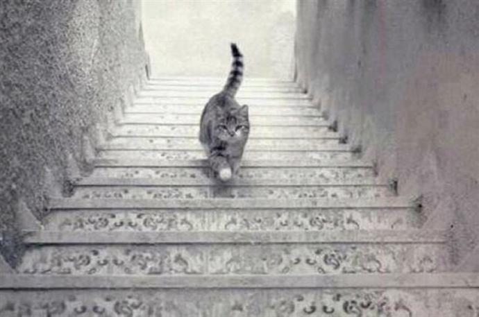Kedi, sizce yukarı mı çıkıyor yoksa aşağıya mı iniyor?