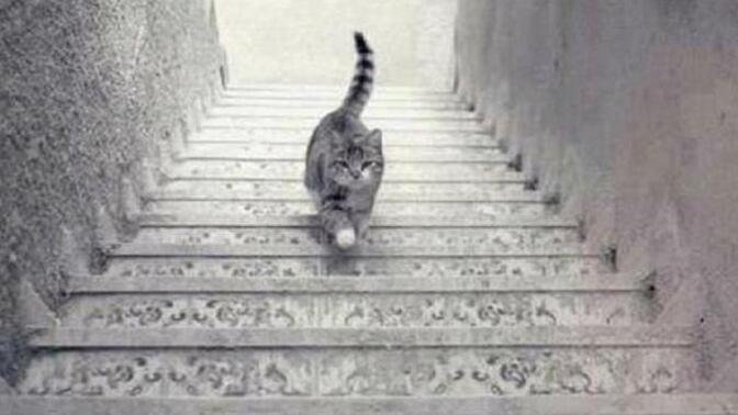 Kedi, sizce yukarı mı çıkıyor yoksa aşağıya mı iniyor?