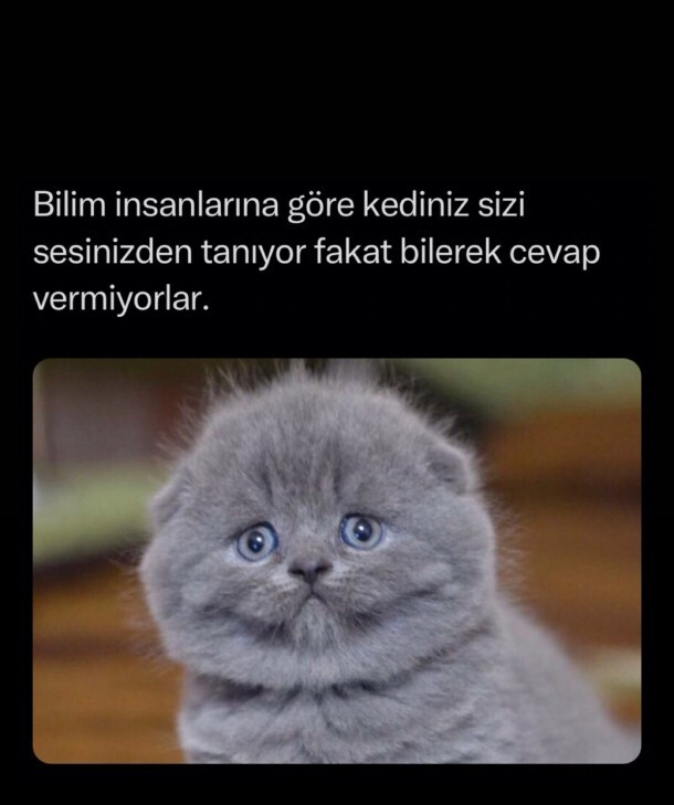 Kediniz çağırınca geliyor mu?