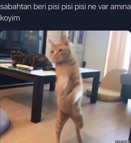 Kediniz çağırınca geliyor mu?