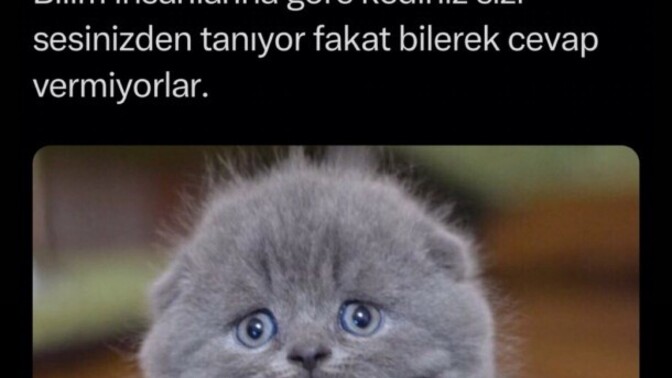 Kediniz çağırınca geliyor mu?
