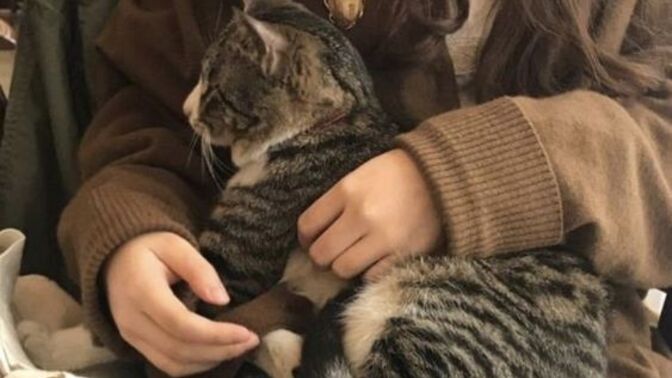 Kediler konuşsaydı sizce bize neler anlatırdı?