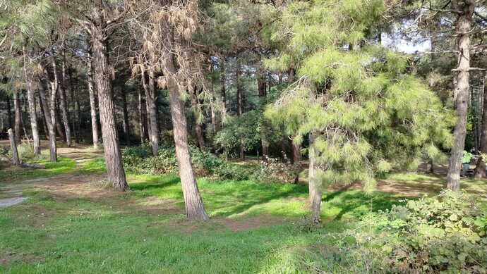 Pekii şu an üstündeki kıyafete göre seninle ormanda yürüyüş yapsaydım, üstünde hangi kıyafet olurdu?