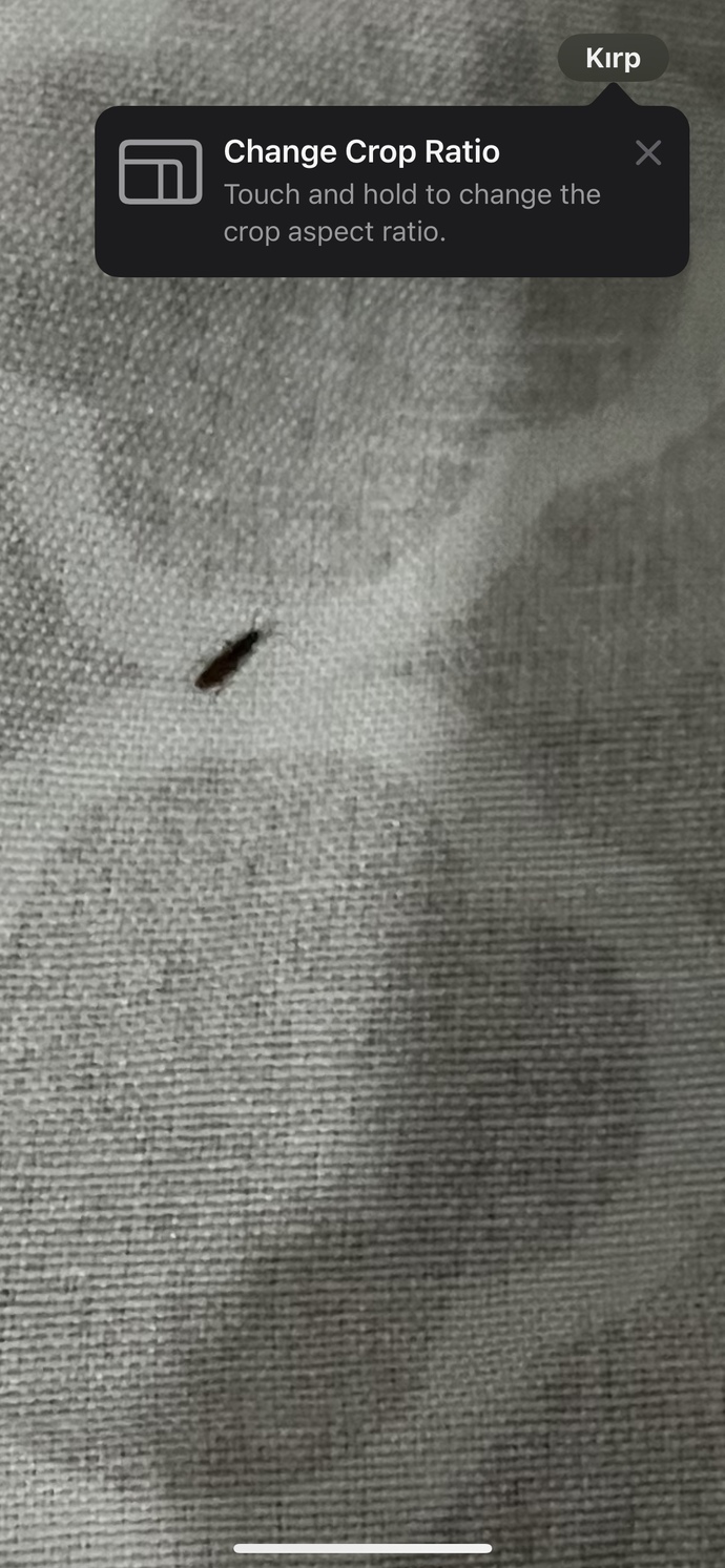 Bu ne böceği olabilir?