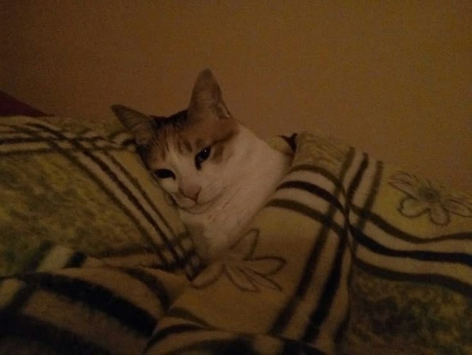 İyi geceler neden uyumuyorsunuz?