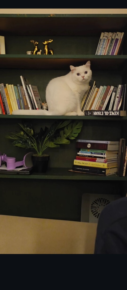 En son kitap fuarında kaç tane kitap satın almıştınız?