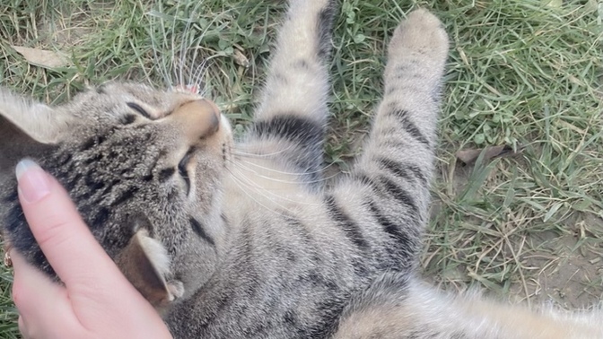 Sevgi arsızı kimlere denir?