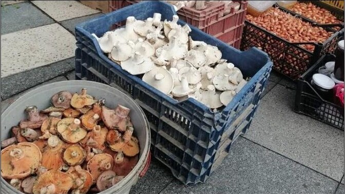 Melki sever misiniz?