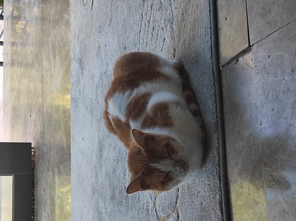 İş yerime sığınmış bu ev kedisini alıp bakabilecek kimse var mı?