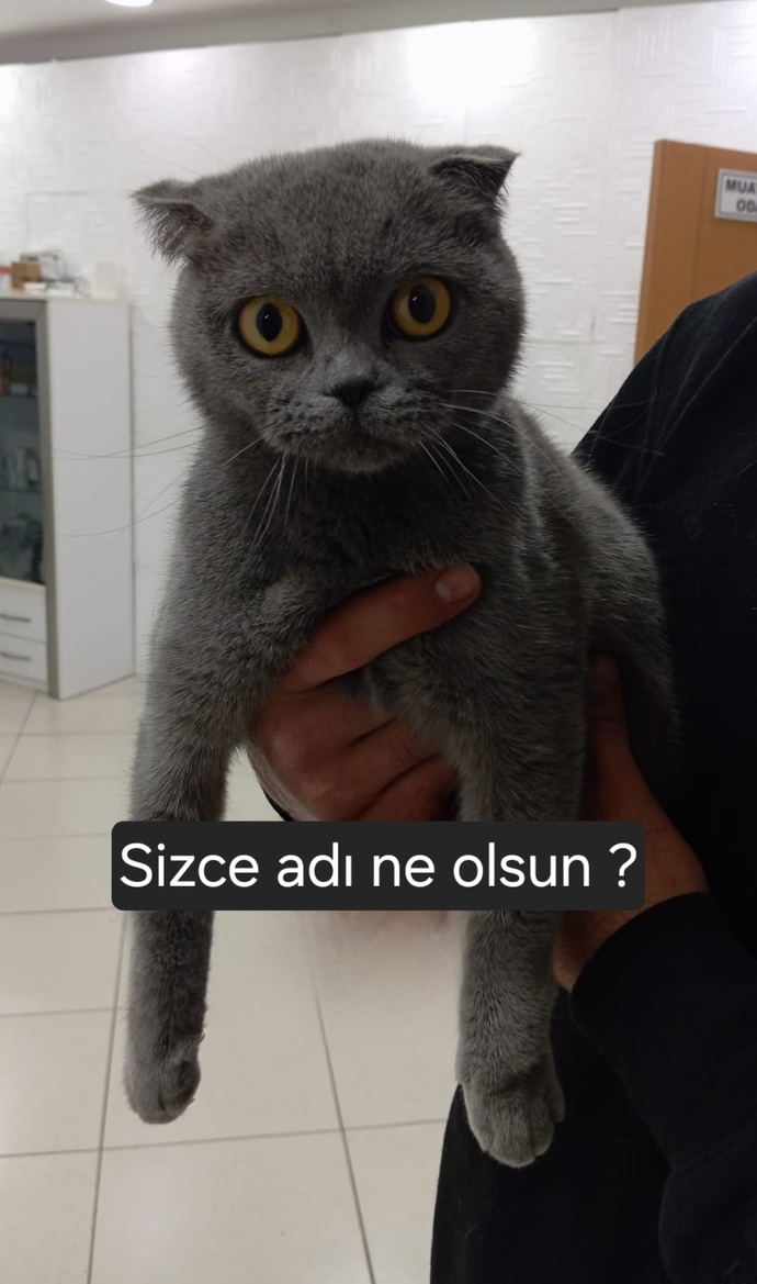Bu sevimli şeyin adı ne olmalı sizce?