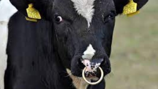 Burun piercing sever misin?