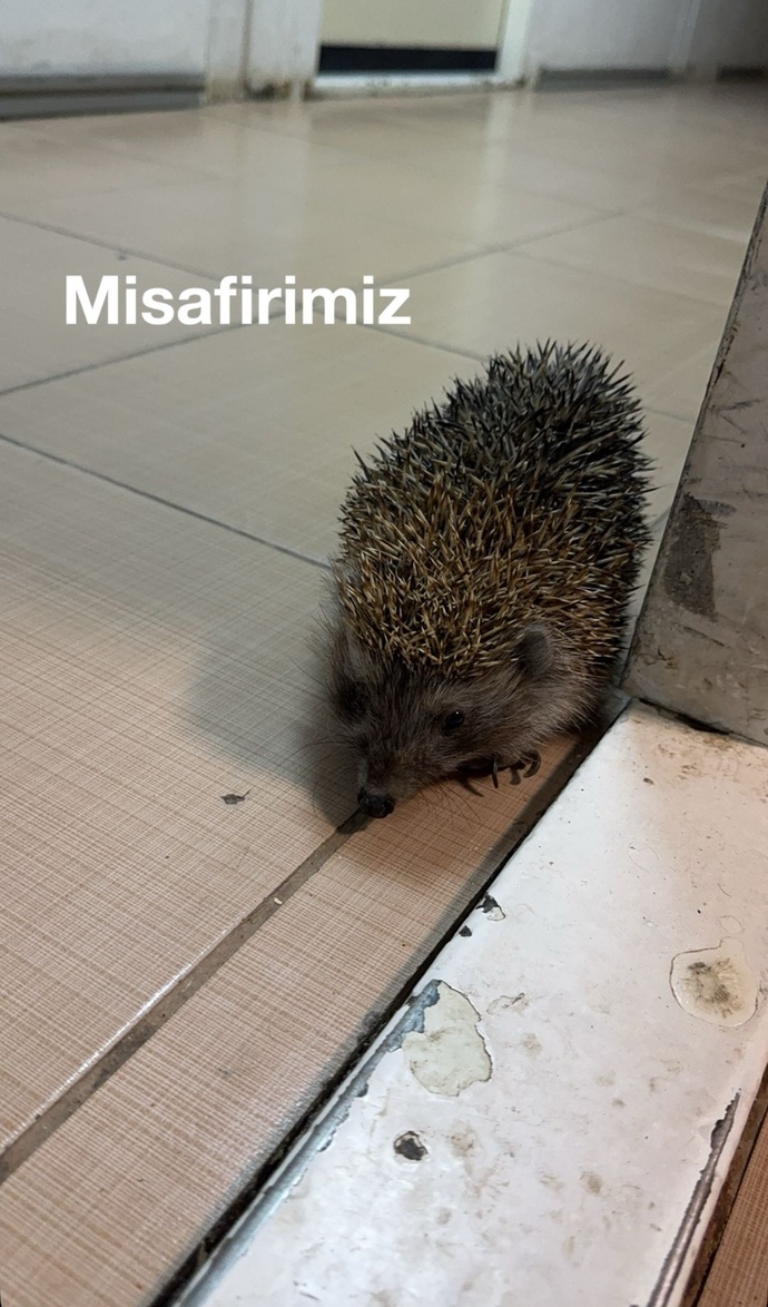 Beklenmedik misafirleriniz gelince nasıl karşılıyorsunuz?