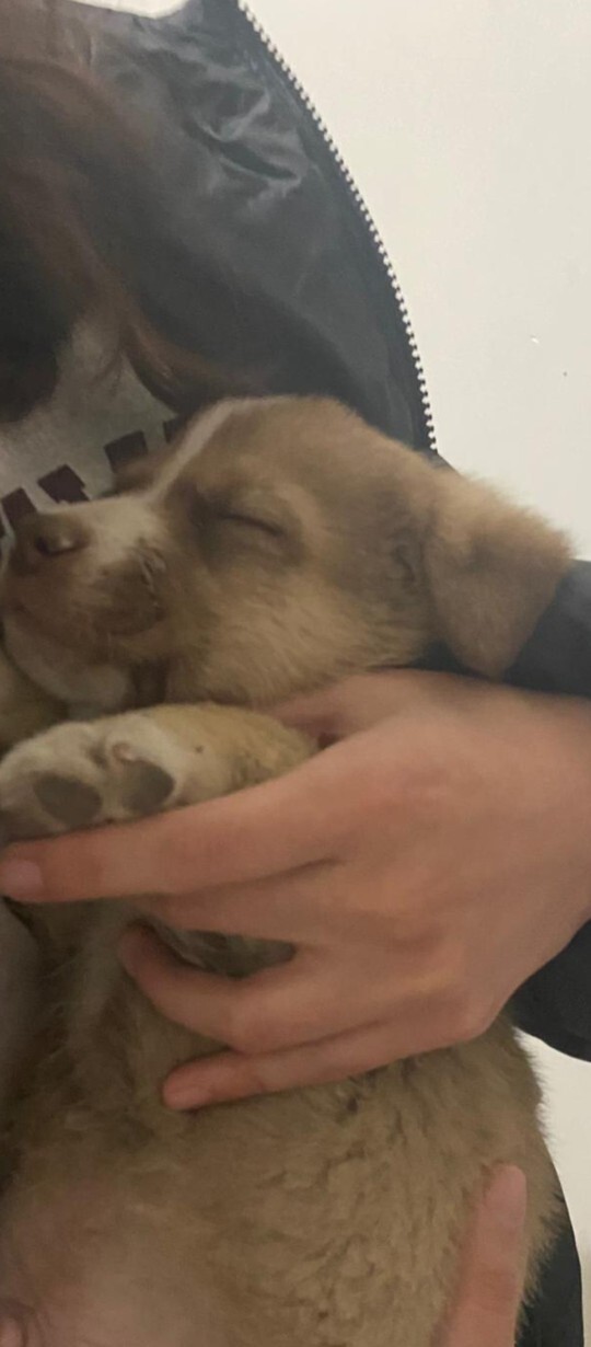 Hayatımda ilk defa yavru köpek 🐶 sevdim bu bir başlangıç mı?