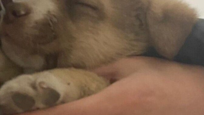 Hayatımda ilk defa yavru köpek 🐶 sevdim bu bir başlangıç mı?