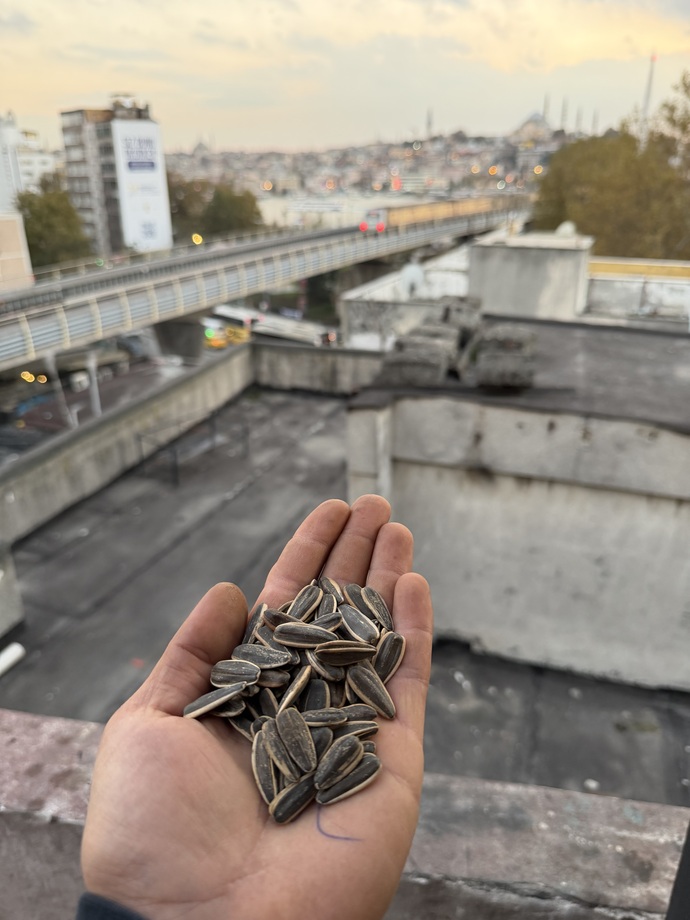 Sence burada kaç tane çekirdek var 😉?
