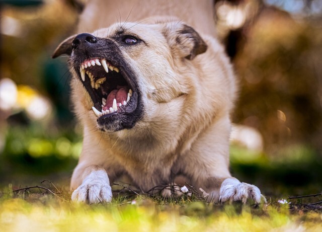 Saldırgan köpekler sizi korkutur mu?