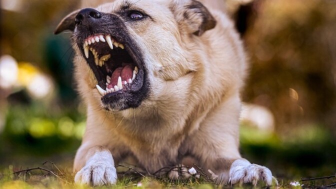 Saldırgan köpekler sizi korkutur mu?