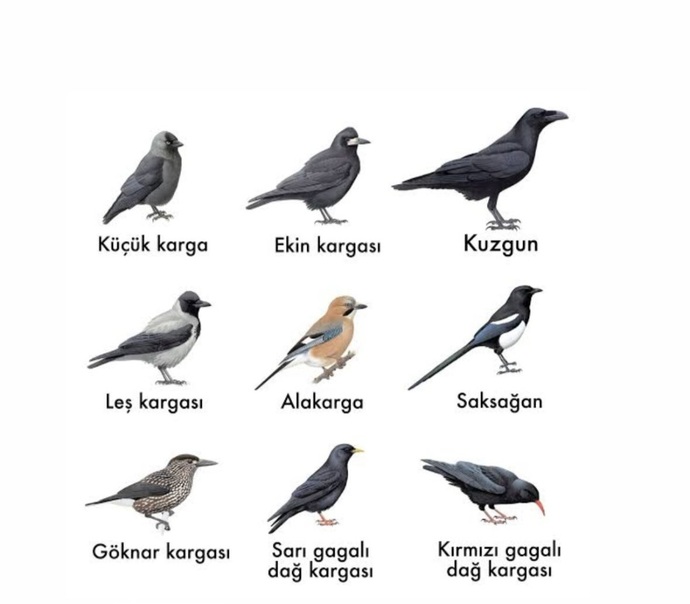 Bu kadar karga çeşidi olduğunu biliyor muydunuz?